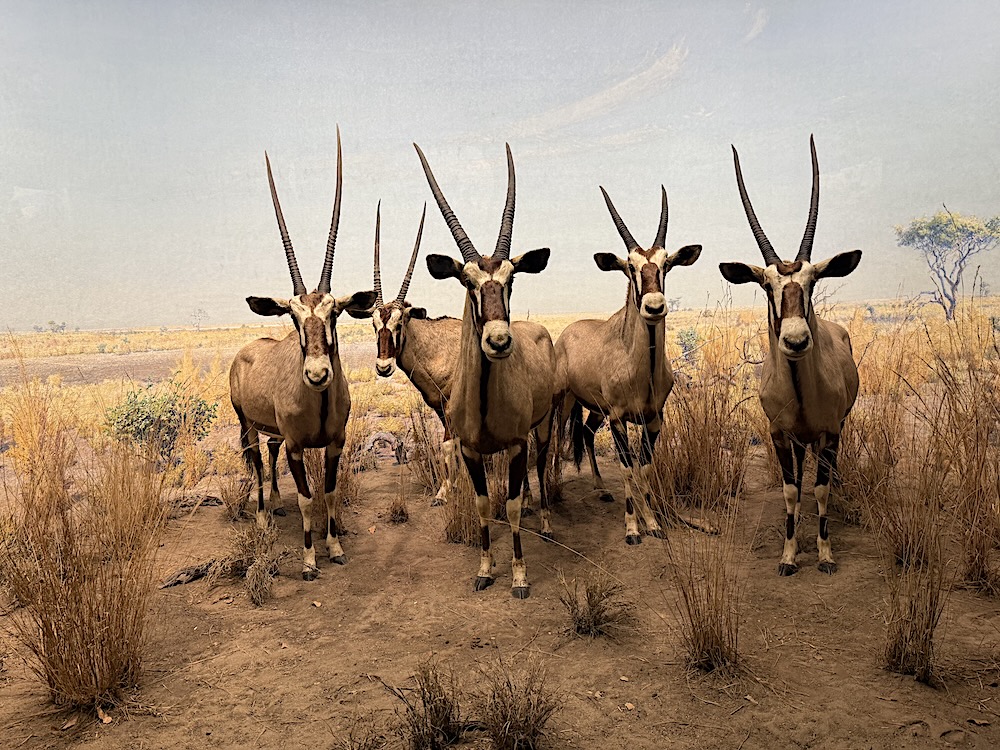 Diorama at the American Museum of Natural History.