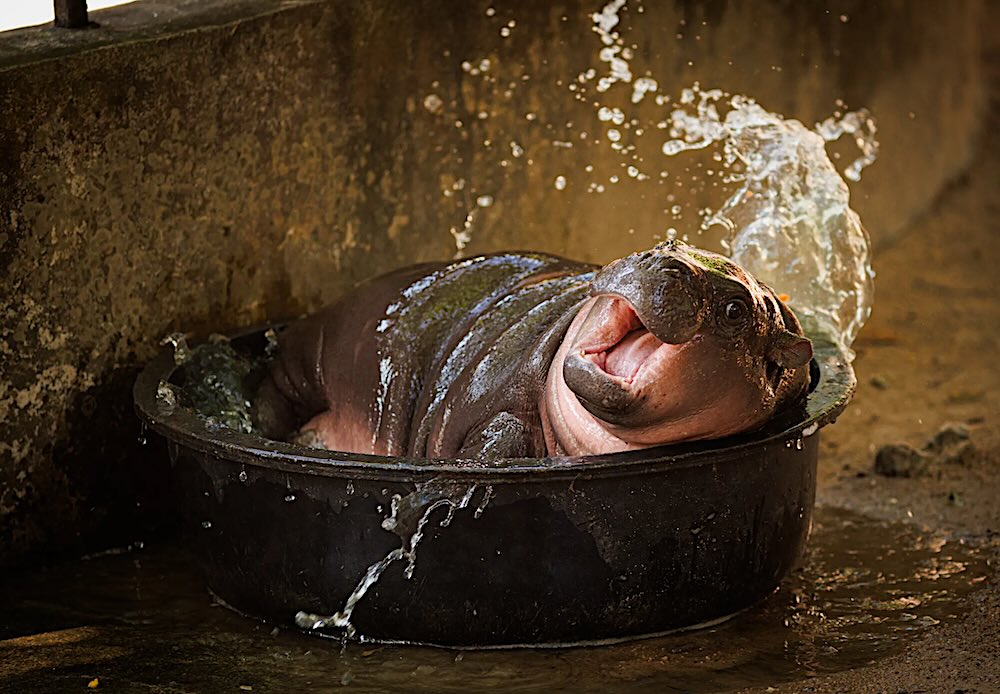 Moo Deng splashes in a bucket of water.